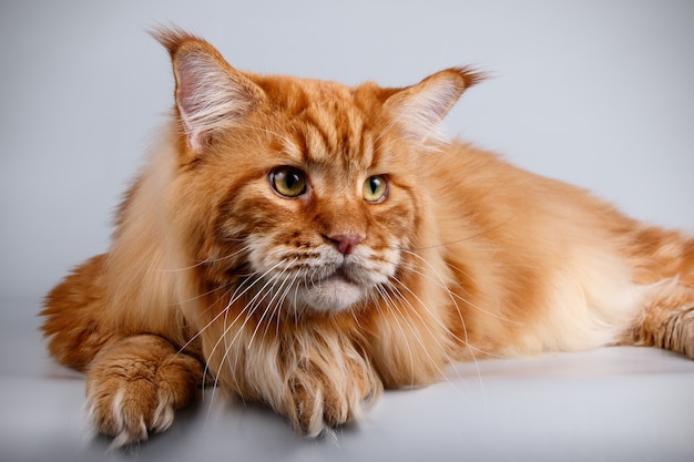 Ritratto di un gatto Maine Coon sulla parete colorata