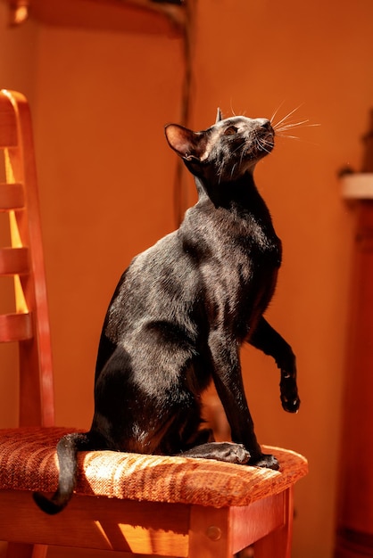 Ritratto di un gatto nero orientale di profilo su sfondo arancione.