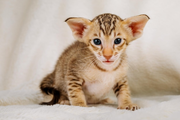 Ritratto di un gatto orientale. Il concetto di mantenimento e allevamento di gatti in casa.