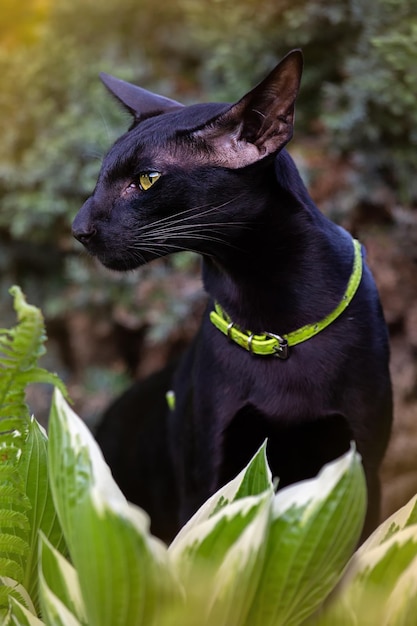 Ritratto di un gatto orientale nero con collare verde di profilo