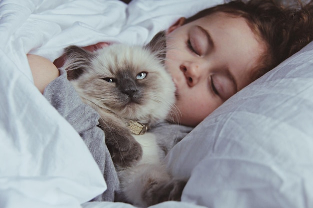 Ritratto di un gatto ragdoll con una ragazza addormentata a letto a casa