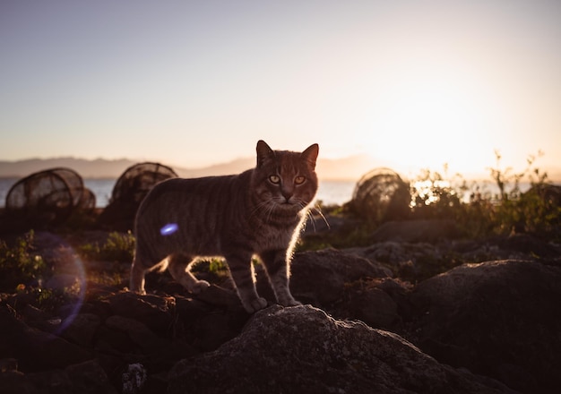 Ritratto di un gatto randagio al tramonto