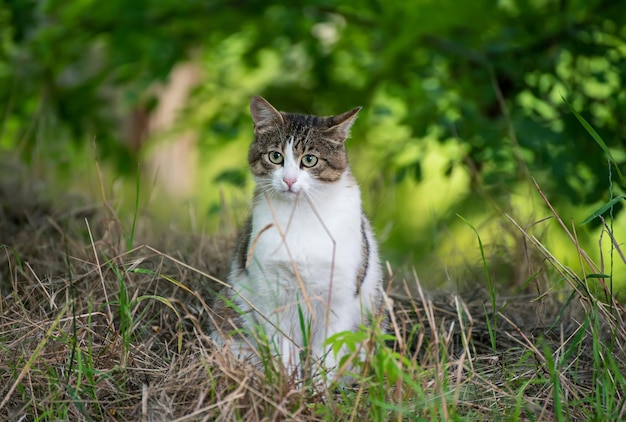 Ritratto di un gatto randagio grigio tabby con l'occhio verde seduto e guardando sullo sfondo naturale dell'animale d'erba