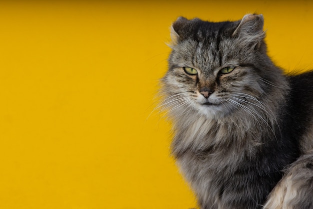 Ritratto di un gatto randagio.