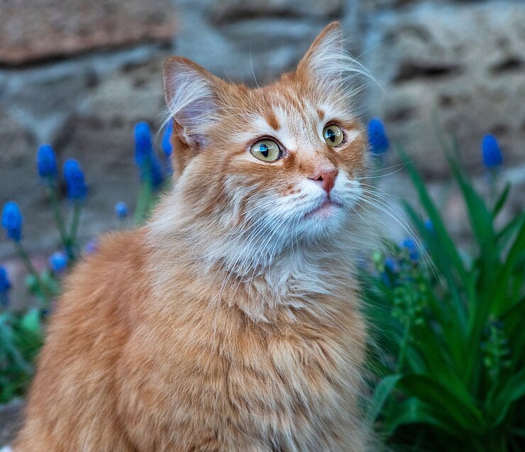 Foto ritratto di un gatto rosso birichino per la strada