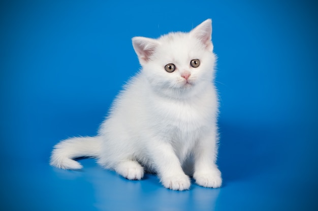 Ritratto di un gatto scozzese a pelo corto dritto sulla parete colorata