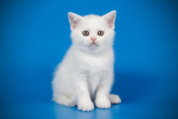 Ritratto di un gatto scozzese a pelo corto dritto sulla parete colorata