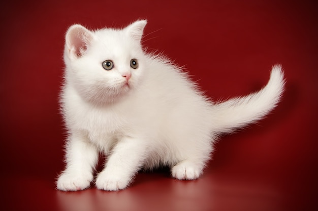 Ritratto di un gatto scozzese a pelo corto dritto sulla parete colorata