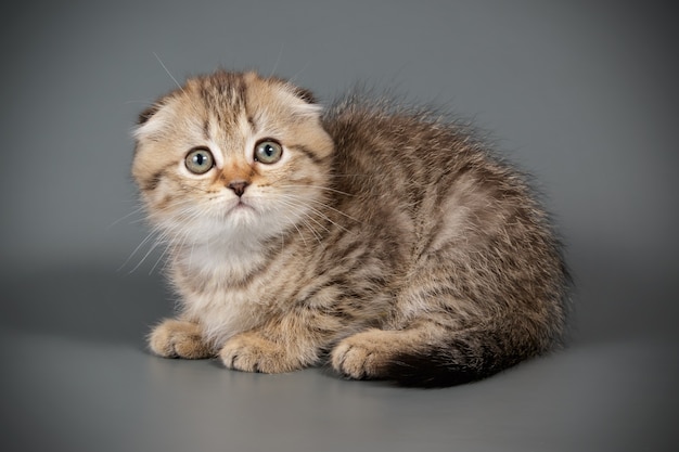 Ritratto di un gatto scozzese a pelo corto sulla parete colorata