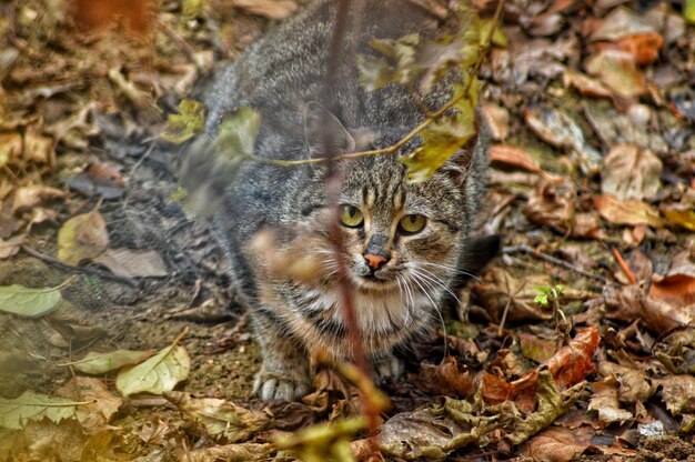 Ritratto di un gatto sdraiato a terra