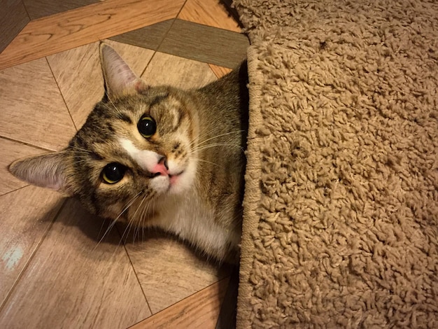 Ritratto di un gatto sdraiato sotto il tappeto