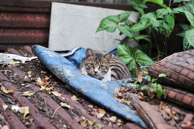 Ritratto di un gatto sdraiato su una pianta