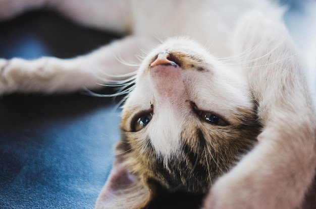 Ritratto di un gatto sdraiato sul sedile