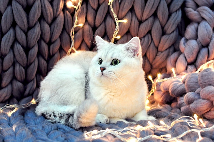 Foto ritratto di un gatto seduto all'aperto