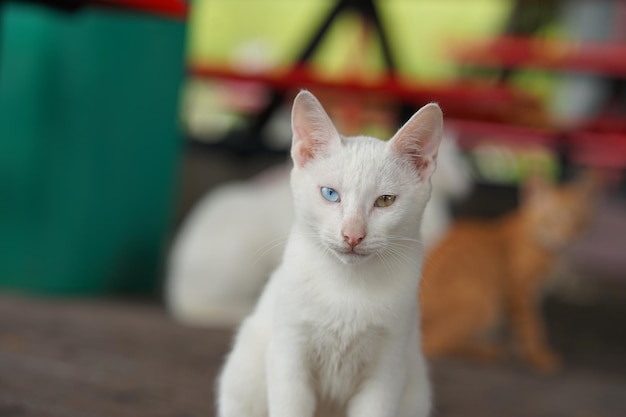 Ritratto di un gatto seduto all'aperto