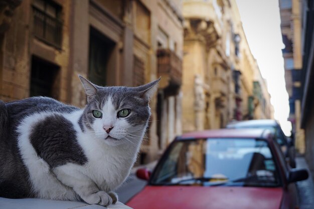 Ritratto di un gatto seduto contro gli edifici