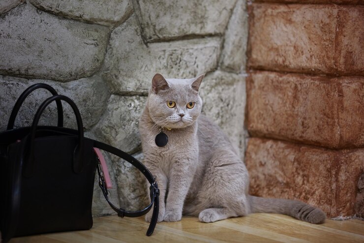 Foto ritratto di un gatto seduto contro la parete