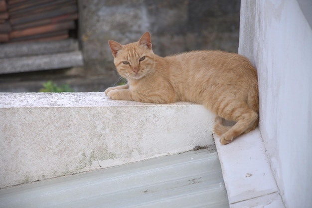 Ritratto di un gatto seduto su un muro di sostegno