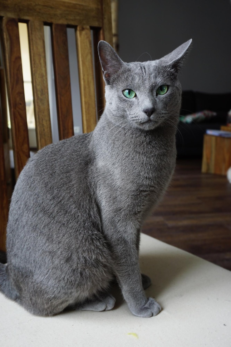 Foto ritratto di un gatto seduto su un tavolo