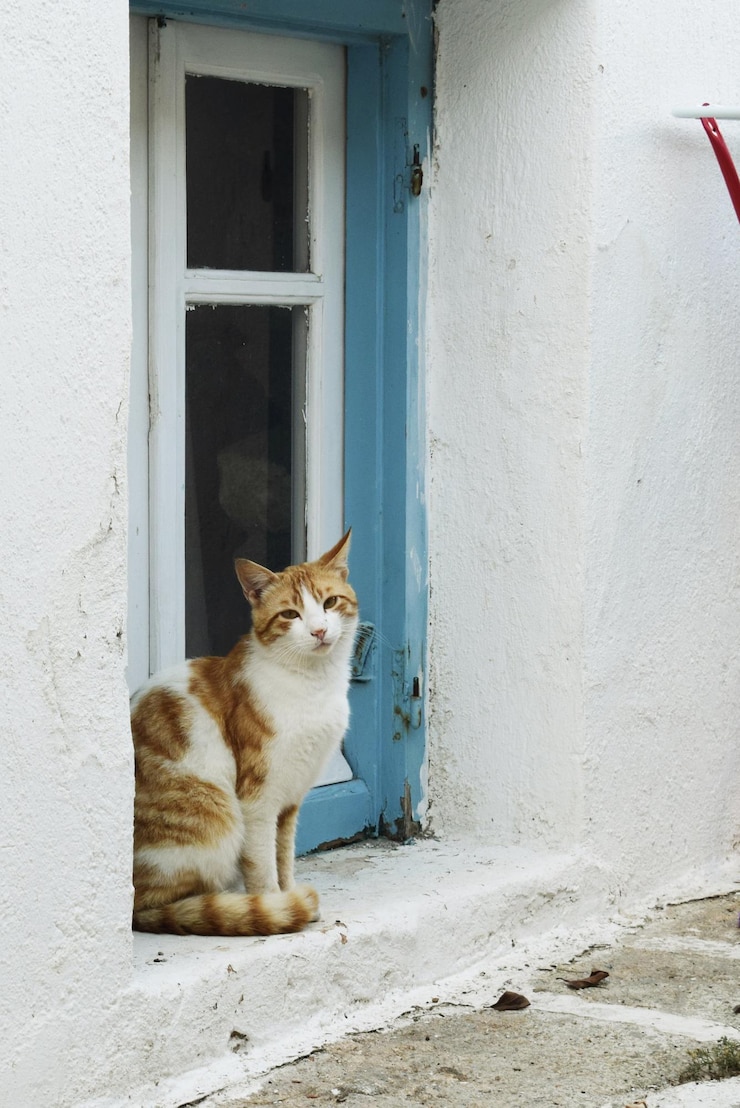 Foto ritratto di un gatto seduto sul davanzale della finestra