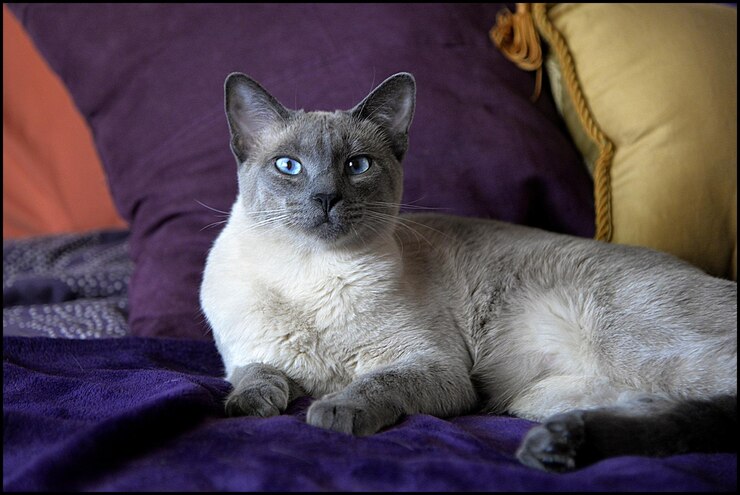 Foto ritratto di un gatto seduto sul divano