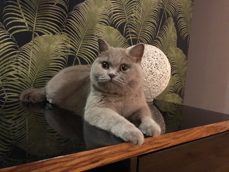 Foto ritratto di un gatto seduto sul legno