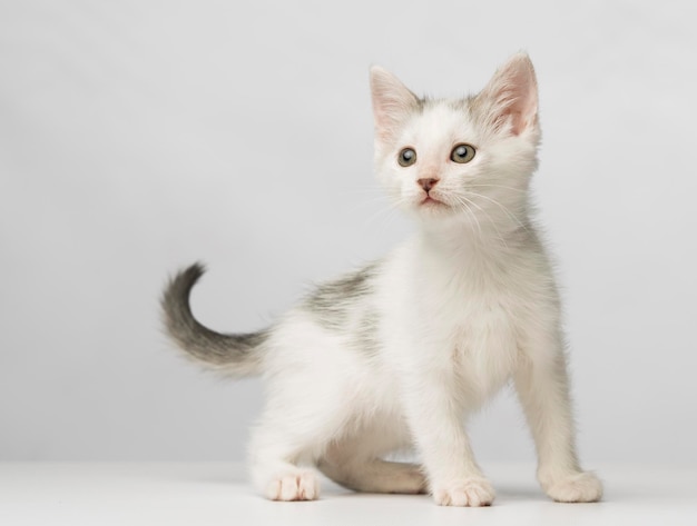 Ritratto di un gatto seduto sul pavimento