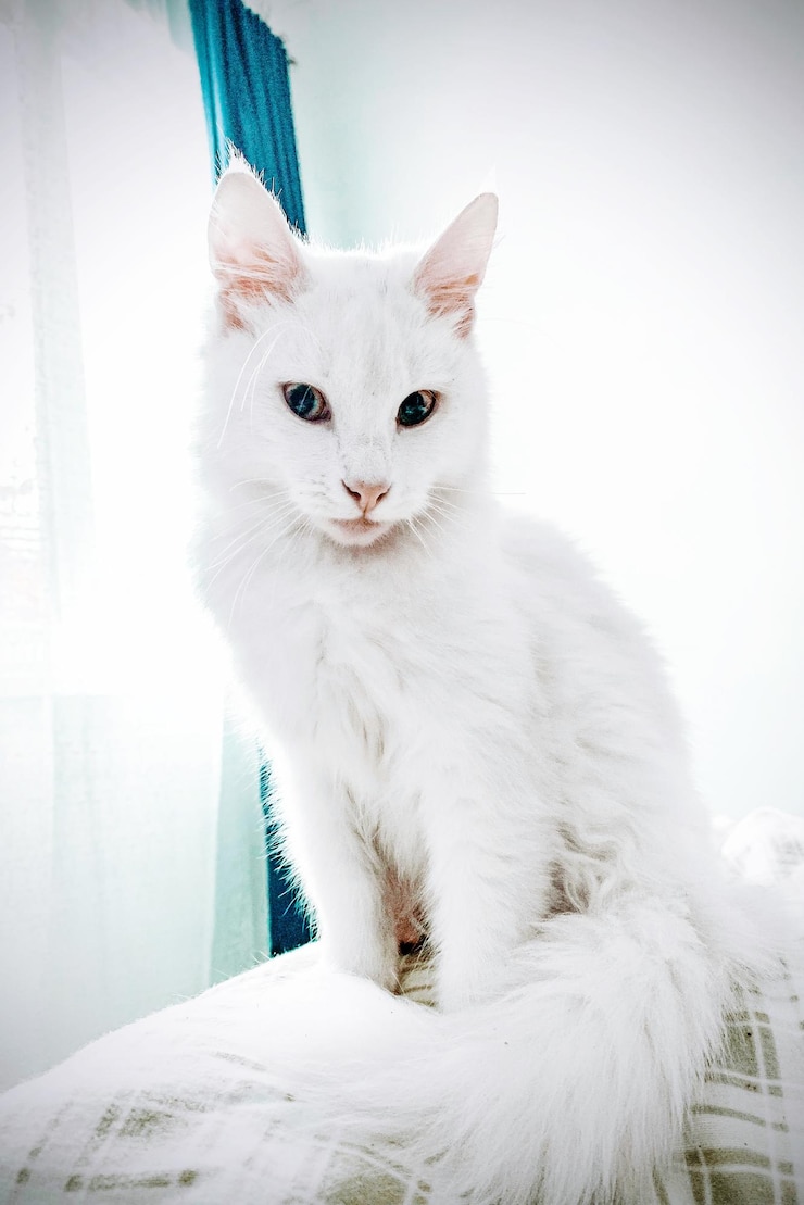 Foto ritratto di un gatto seduto sulla finestra