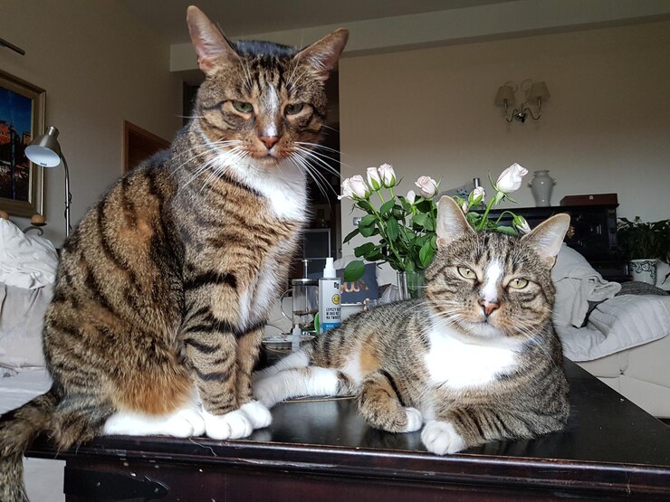 Foto ritratto di un gatto seduto
