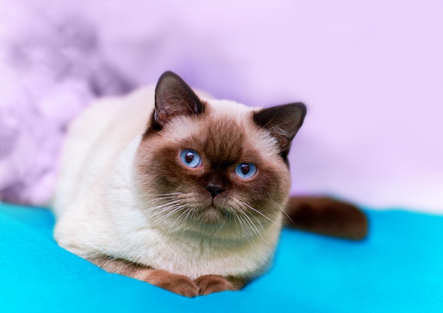 Ritratto di un gatto siamese su una coperta blu