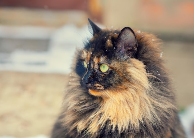 Ritratto di un gatto siberiano tartarugato all'aperto