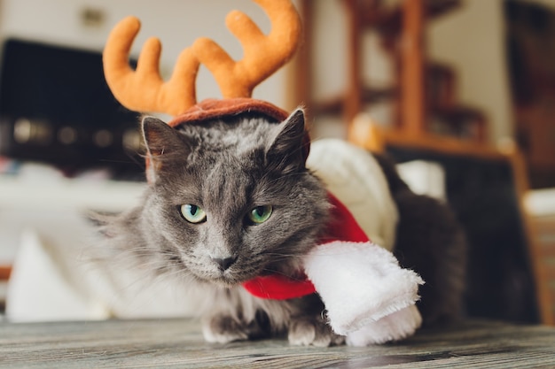 Ritratto di un gatto soriano in costume di Babbo Natale