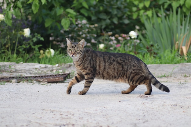 ritratto di un gatto soriano un gatto soriano adulto si siede su un gatto severo di cemento