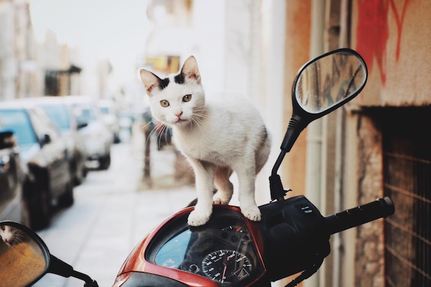 Ritratto di un gatto su uno scooter