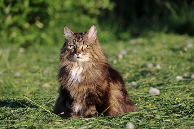 Ritratto di un gatto sul campo