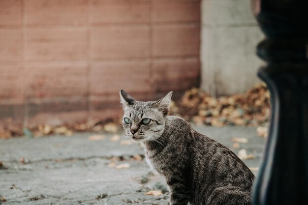 Ritratto di un gatto tabby che guarda altrove