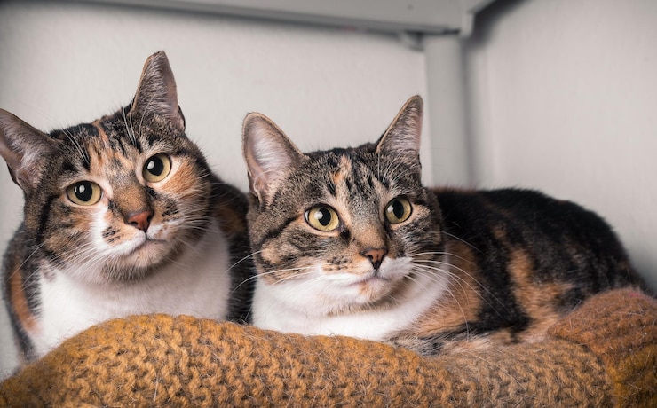 Foto ritratto di un gatto tabby