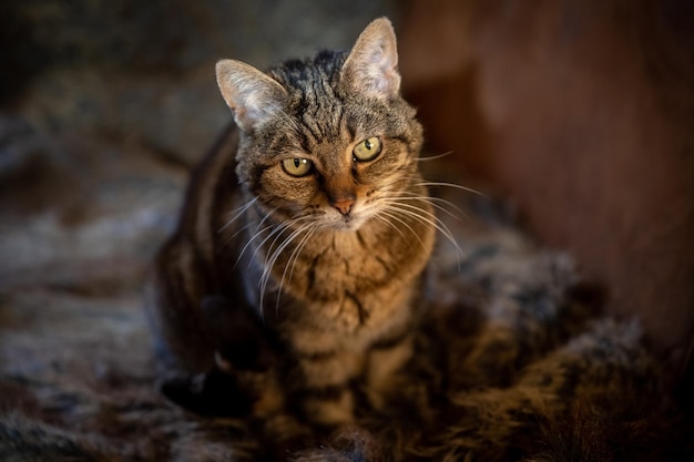 Ritratto di un gatto tabby