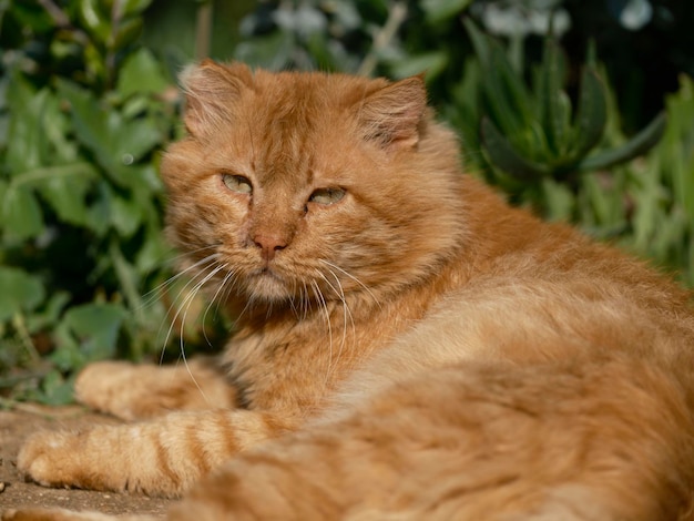 Ritratto di un gatto zenzero