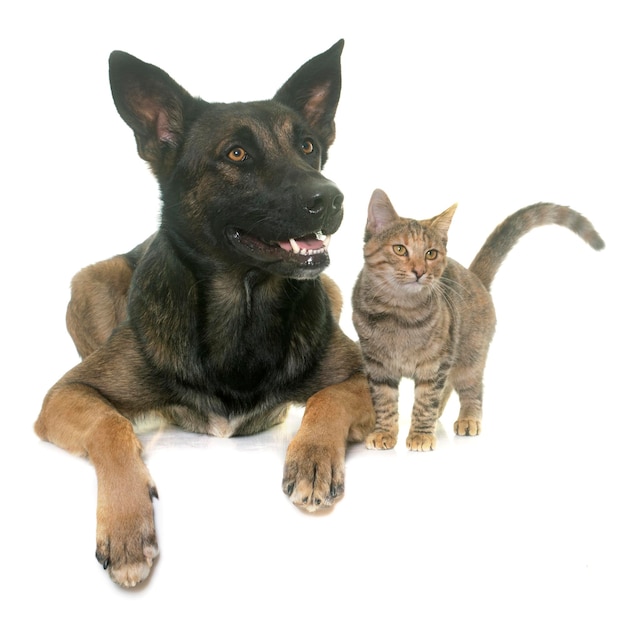 Ritratto di un gatto
