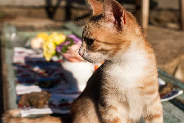 Ritratto di un gatto