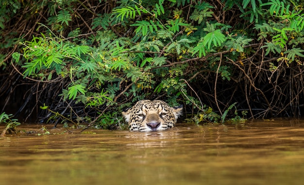 Ritratto di un giaguaro nella giungla