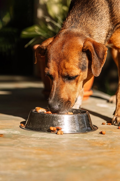 Ritratto di un giovane cane femmina che mangia crocchette canine