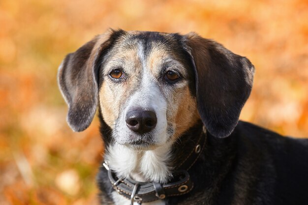 Ritratto di un giovane cane in autunno su giallo foglie cadute