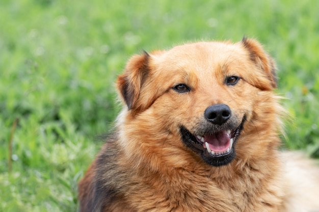 Ritratto di un giovane cane shaggy marrone su uno sfondo di erba verde