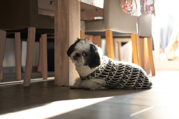 Ritratto di un giovane e felice cucciolo di cane Shi-tzu. Temi animali