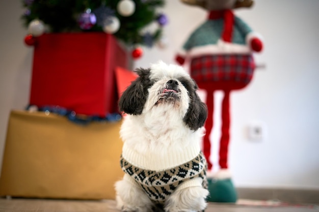 Ritratto di un giovane e felice cucciolo di cane Shi-tzu. Temi animali