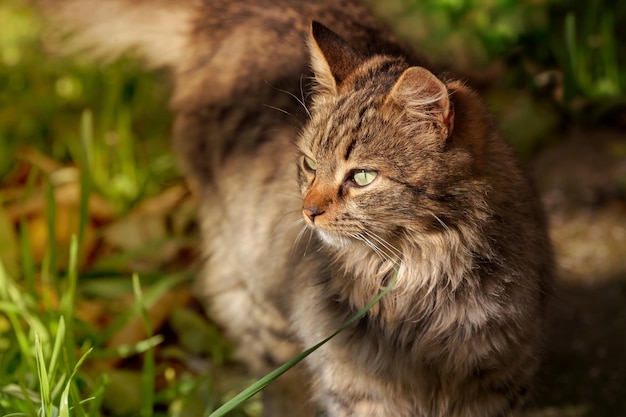 Ritratto di un giovane gattino grigio lanuginoso primo piano in una giornata di primavera