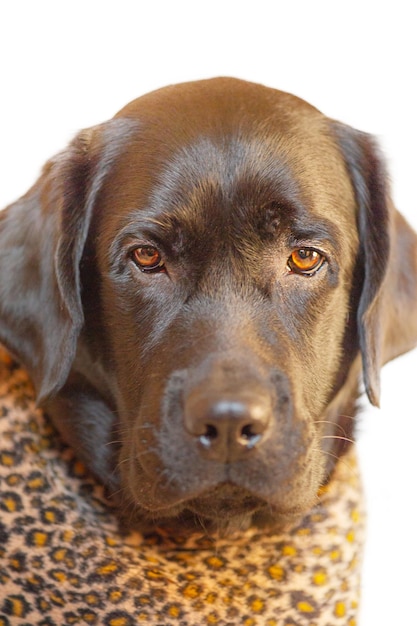 Ritratto di un giovane labrador nero in abiti stampa leopardo Cane da compagnia animale isolato su bianco