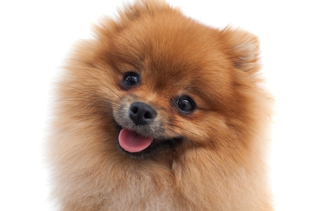 Ritratto di un giovane spitz pomeranian arancione da vicino